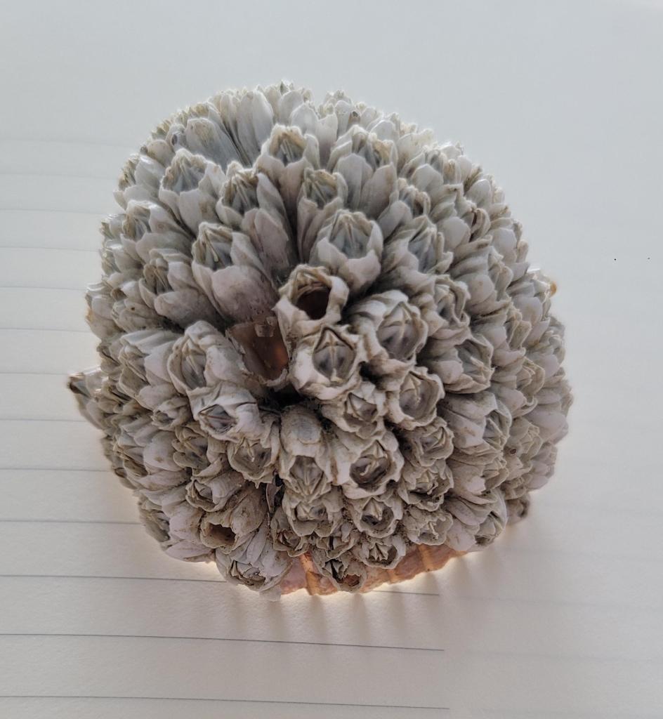 Barnacles crowded onto the top of a shell.