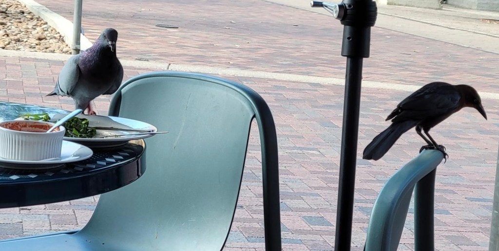 pigeon and crow on food table