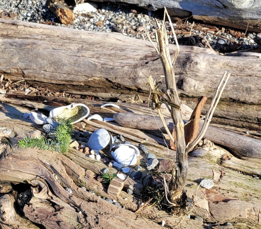 Shells, rocks, and tree arrangement